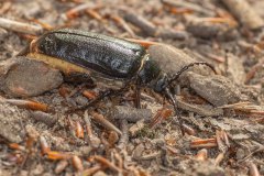 lederboktor (Prionus coriarius)