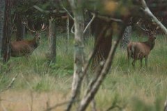 Vier geweidragers, helaas al erg donker