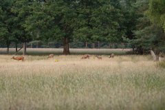 Mooie roedel kaalwild