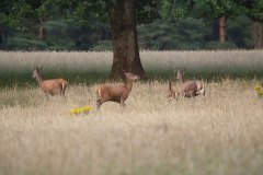 Hindes met kalfjes
