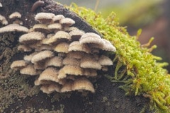 Waaiertje - Schizophyllum commune