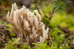 Witte koraalzwam - Clavulina coralloides, die vertakkingen vindt ik zo fascinerend om naar te kijken