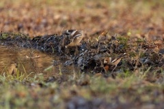 Badderende appelvinken - Coccothraustes coccothraustes