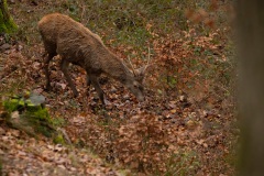 Spitser in wintervacht