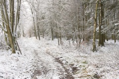 Bospad in de sneeuw