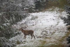 Overstekend wild in de sneeuw