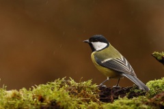 De koolmees in de regen