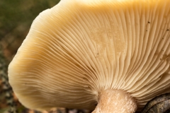 de lamellen van een paddenstoel