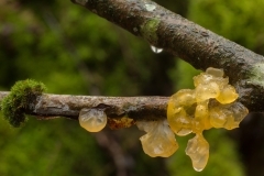 gele trilzwam (Tremella mesenterica)