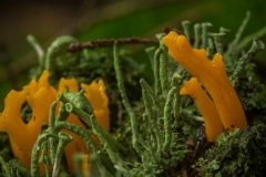 kleverig koraalzwammetje (Calocera viscosa)