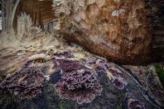 Paarse korstzwam  (Chondrostereum purpureum) om boom die omgeknaagd is door bevers