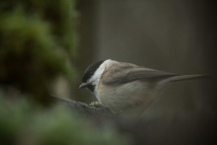 matkop (Poecile montanus)