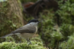 glanskop (Poecile palustris)