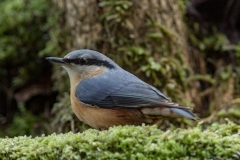 boomklever (Sitta europaea)