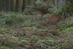 naaldijs, een natuurfenomeen dat zich voordoet wanneer de temperatuur van de bodem net boven 0°C en de temperatuur van de lucht net onder 0°C ligt.