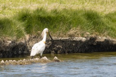 lepelaar (Platalea leucorodia)