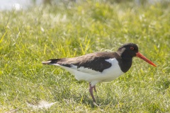 scholekster (Haematopus ostralegus)