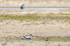 broedende kluut (Recurvirostra avosetta)