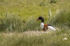 bergeend (Tadorna tadorna)