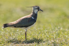 kievit (Vanellus vanellus)