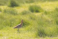 de grutto onze nationale vogel