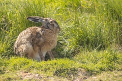 haas (Lepus europaeus)