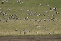 brandgans (Branta leucopsis) en grauw gans (Anser anser)