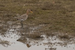 grutto (Limosa limosa)