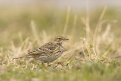 graspieper (Anthus pratensis)