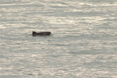 bruinvis (Phocoena phocoena) je ziet zijn oog