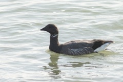 rotgans (Branta bernicla) een wintergast in de kustregio