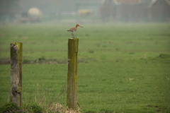 Grutto (Limosa limosa)