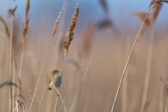 fitis (Phylloscopus trochilus)