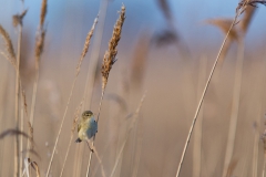 fitis (Phylloscopus trochilus)