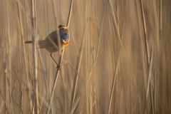 Blauwborst (Luscinia svecica)