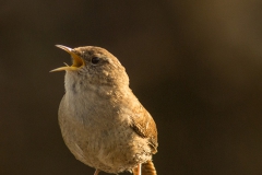 Er zitten een paar hele brutale winterkoninkjes in de Zouwe (Troglodytes troglodytes)