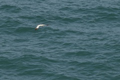De jan-van-gent (Morus bassanus)