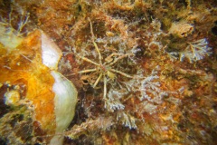 rode zeespin (Nymphon brevirostre)?