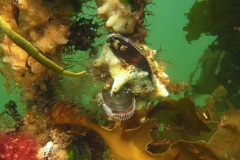 Zeeuwse mossels