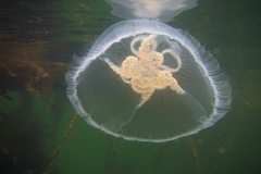 oorkwal (Aurelia aurita)