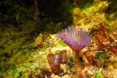 Paarse kokerworm (Bispira polyomma)