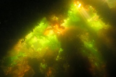 tussen de mosselhangcultuur