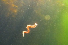 zwemmende zager (Alitta virens)