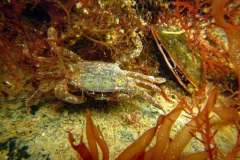 blaasjeskrab (Hemigrapsus sanguineus) een exoot
