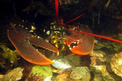 Enorme zeekreeft die met zijn voelsprieten mijn camera betaste