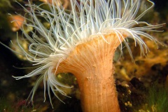 weduweroos (Cylista undata)