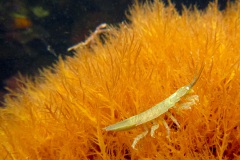 gewone zeepissebed (Idotea balthica)