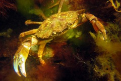 strandkrab (Carcinus maenas)