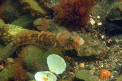 enorme zwarte grondel (Gobius niger)