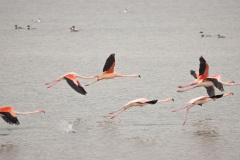 onderweg naar mijn werk zag ik de wilde flamingo's bij Herkingen